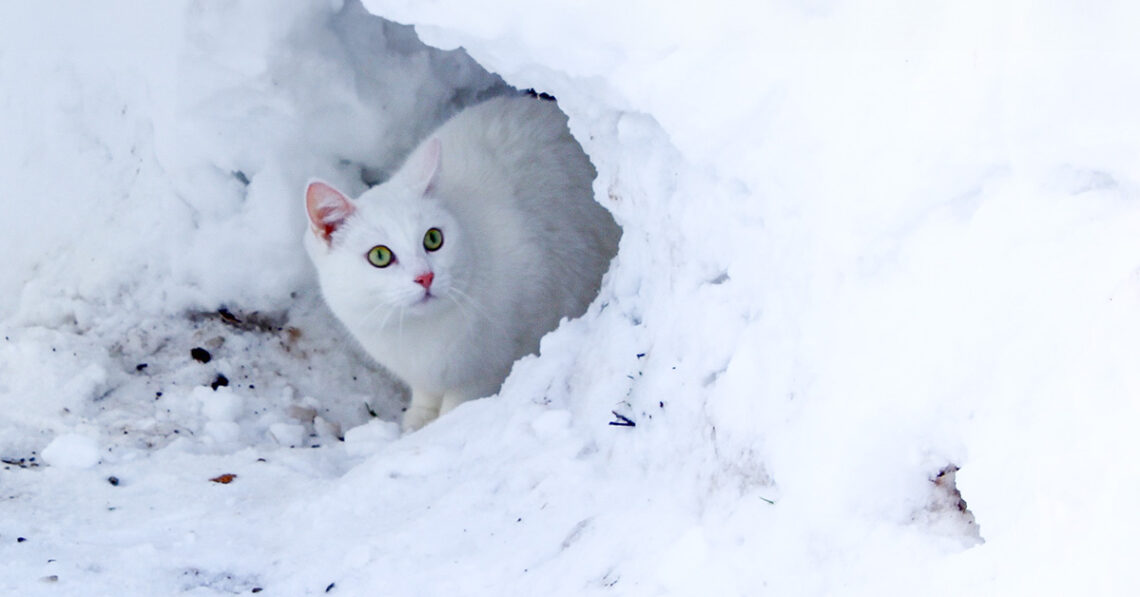 koty w zimie