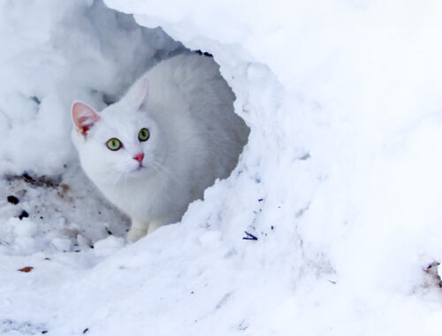koty w zimie
