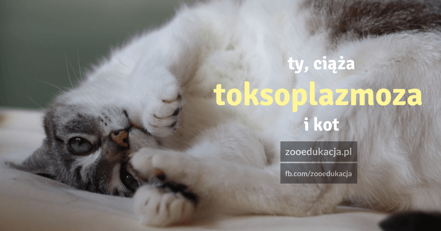 Ciąża i kot (i toksoplazmoza)