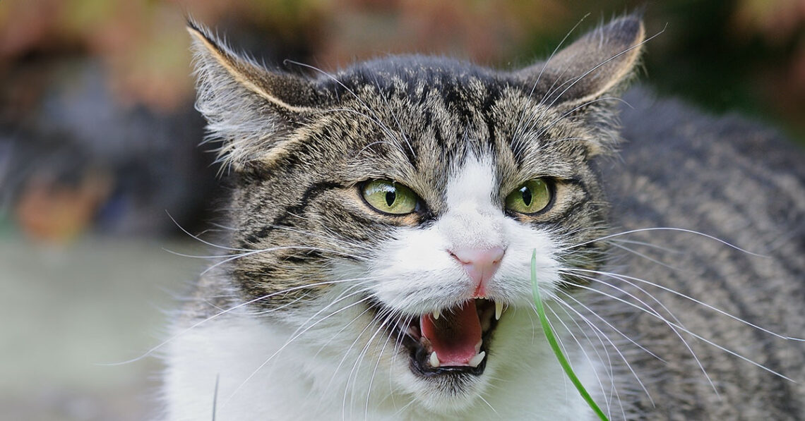 agresywny kot gryzie - co robić?