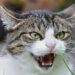agresywny kot gryzie - co robić?