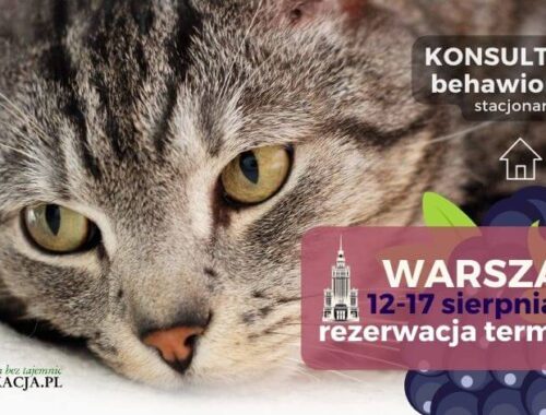 kocie konsultacje behawioralne w Warszawie 12-17 VIII 2024