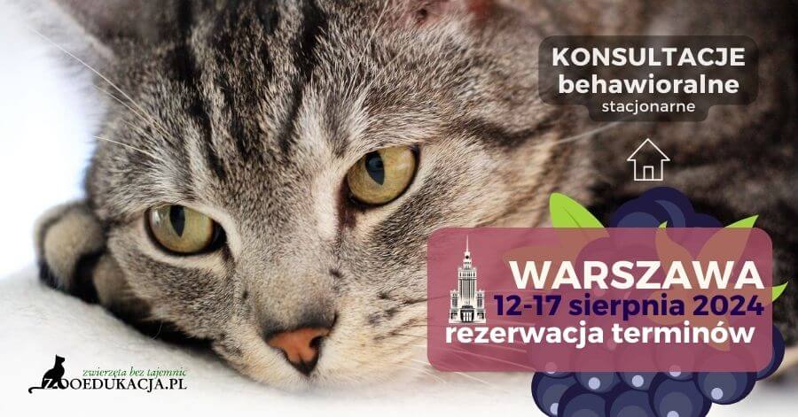 kocie konsultacje behawioralne w Warszawie 12-17 VIII 2024