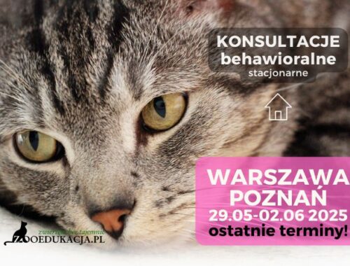 Konsultacja behawioralna kota w Warszawie (okolice Woli lub Centrum) 1 czerwca oraz w Poznaniu 2 czerwca. Zapraszam: tel. 507 331 301