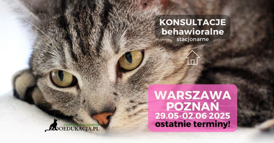 Konsultacja behawioralna kota w Warszawie (okolice Woli lub Centrum) 1 czerwca oraz w Poznaniu 2 czerwca. Zapraszam: tel. 507 331 301