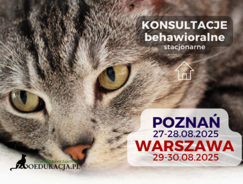 koci behawiorysta w Warszawie