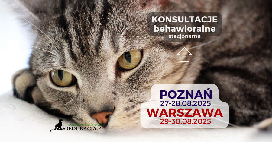 koci behawiorysta w Warszawie